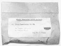 Fomes fomentarius image